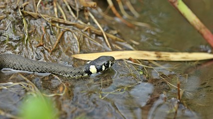 Junge Ringelnatter (Natrix natrix) im Bach 