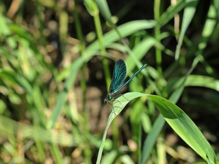 Männliche Blauflügel-Prachtlibelle (Calopteryx virgo) auf Schilfhalm 
