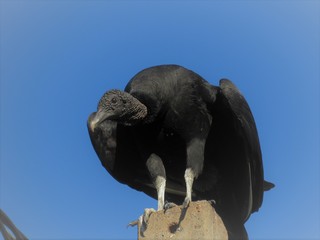 Urubu pronto para o voo.