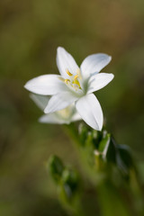 macro of white flower