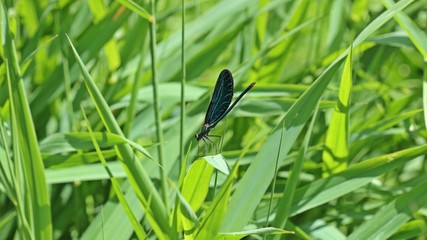 Männliche Blauflügel-Prachtlibelle (Calopteryx virgo) auf Schilfhalm 
