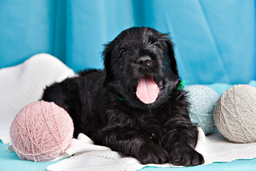 Puppy breed Black Russian Terrier on a blue background and balls of thread