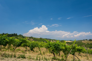 Fototapeta na wymiar Rebenlandschaft in italien in der toskana im Sommer
