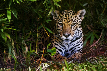 Jaguar - obrazy, fototapety, plakaty