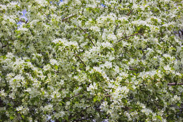 Blossoming apple tree