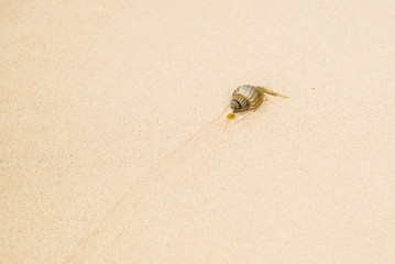 Sea snail moving on the beach