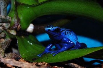 Pfeilgiftfrosch