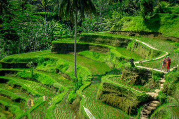 The most dramatic and spectacular rice terraces in Bali can be seen near the village of Tegallalang, in Ubud Indonesia