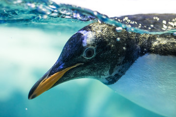 Close up underwater penguin.
