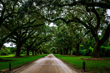 Avenue of Oaks