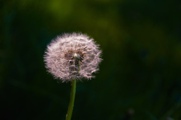 Pusteblume