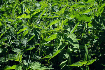 Green thickets of a nettle, medicinal plant