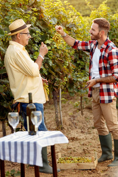 Father and son controlling grapes before harvest.