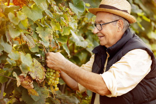smiling winemaker harvest the grape at his vineyard.