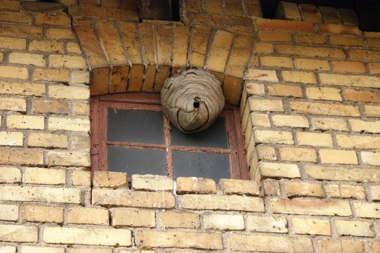 Wespennest an einer Hausfassade