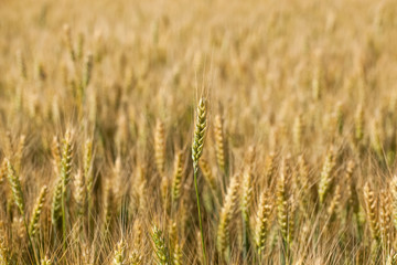 Picturesque mature, golden-brown field, yellow wheat at sunset. Grain harvest in summer.