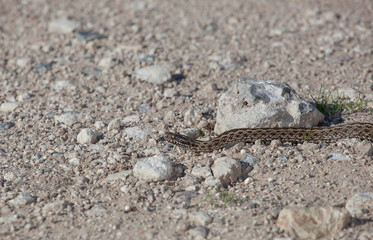 One poisonous viper on a stone plain in nature.