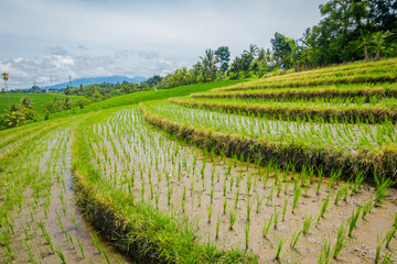 Fototapeta na wymiar Beautiful green rice terraces with small rice plants growing, near Tegallalang village in Ubud, Bali Indonesia