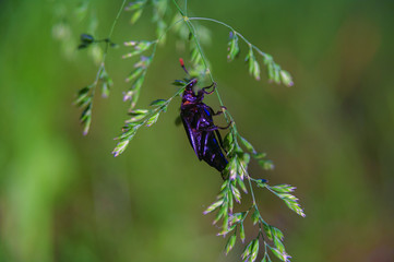 Maikäfer am Grashalm