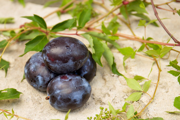 Plum and leaves of wild grapes.