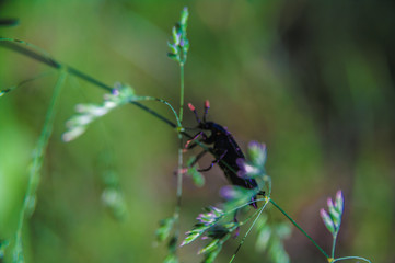 Maikäfer am Grashalm