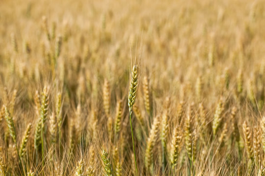 Picturesque mature, golden-brown field, yellow wheat at sunset. Grain harvest in summer. © Dimid