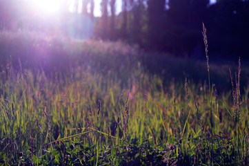 Obraz premium Graslandschaft