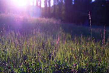 Obraz premium Graslandschaft