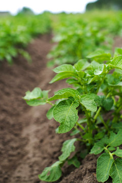 Young green sprouts of potatoes in sunny day. Potato field. 