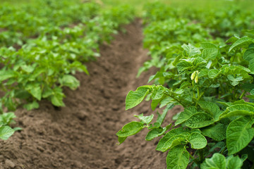 Young green sprouts of potatoes in sunny day. Potato field. 