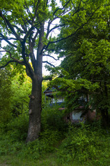 Домик в лесу