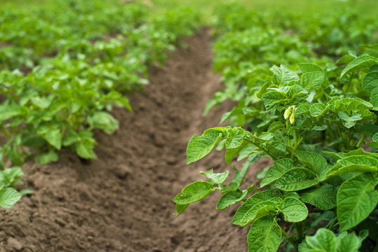 Young green sprouts of potatoes in sunny day. Potato field. 