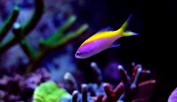 Evansi Anthias (Pseudanthias evansi) 