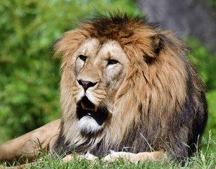 Portrait of lion