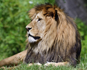 Portrait of lion