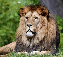 Fototapeta na wymiar Portrait of lion