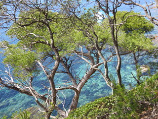 Pins au bord de la mer Méditerranée (France)