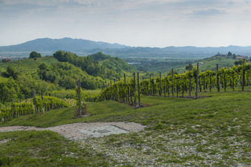 Fototapeta na wymiar View of Prosecco vineyards from Valdobbiadene, Italy during spring