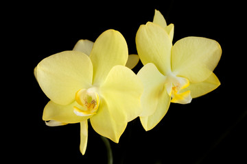 Two yellow flowers Orched isolated on a black background.