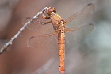 Dragon fly 6