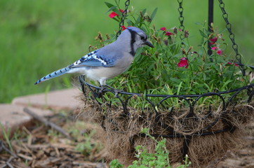 Blue jay 2