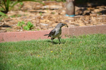 Mocking bird with insect