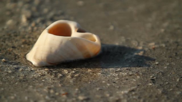 Sand, shells , sea water on the Gulf of Mexico coast. Closeup shell in the surf of the sea water