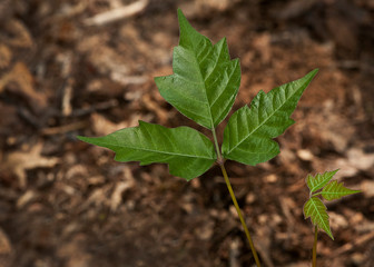 Poisn Ivy