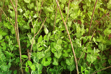 Young green sprouts of peas in sunny day.