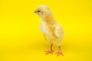 little chick on yellow background baby chicken farm life