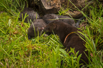 American Mink (Neovison vison) Adult and Kit Nose to Nose