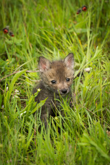 Naklejka na ściany i meble Red Fox (Vulpes vulpes) Kits Kit Alone in Grass