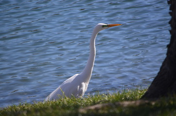 Fish Catcher white large bird