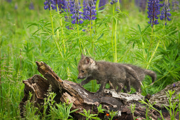 Red Fox (Vulpes vulpes) Kits Walk Across Log